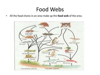 Food Webs
• All the food chains in an area make up the food web of the area.

 