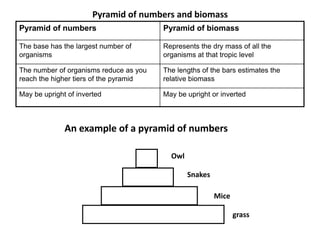 Pyramid of numbers and biomass
Pyramid of numbers

Pyramid of biomass

The base has the largest number of
organisms

Represents the dry mass of all the
organisms at that tropic level

The number of organisms reduce as you
reach the higher tiers of the pyramid

The lengths of the bars estimates the
relative biomass

May be upright of inverted

May be upright or inverted

An example of a pyramid of numbers
Owl
Snakes
Mice
grass

 