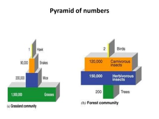 Pyramid of numbers

 