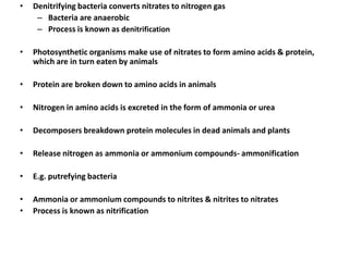 •

Denitrifying bacteria converts nitrates to nitrogen gas
– Bacteria are anaerobic
– Process is known as denitrification

•

Photosynthetic organisms make use of nitrates to form amino acids & protein,
which are in turn eaten by animals

•

Protein are broken down to amino acids in animals

•

Nitrogen in amino acids is excreted in the form of ammonia or urea

•

Decomposers breakdown protein molecules in dead animals and plants

•

Release nitrogen as ammonia or ammonium compounds- ammonification

•

E.g. putrefying bacteria

•
•

Ammonia or ammonium compounds to nitrites & nitrites to nitrates
Process is known as nitrification

 
