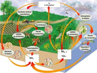 N2
in Atmosphere

N03- &

NH3

N02-

 