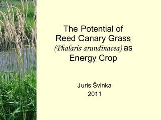 The Potential of Reed Canary Grass  (Phalaris arundinacea)  as Energy Crop Juris Švinka 2011 