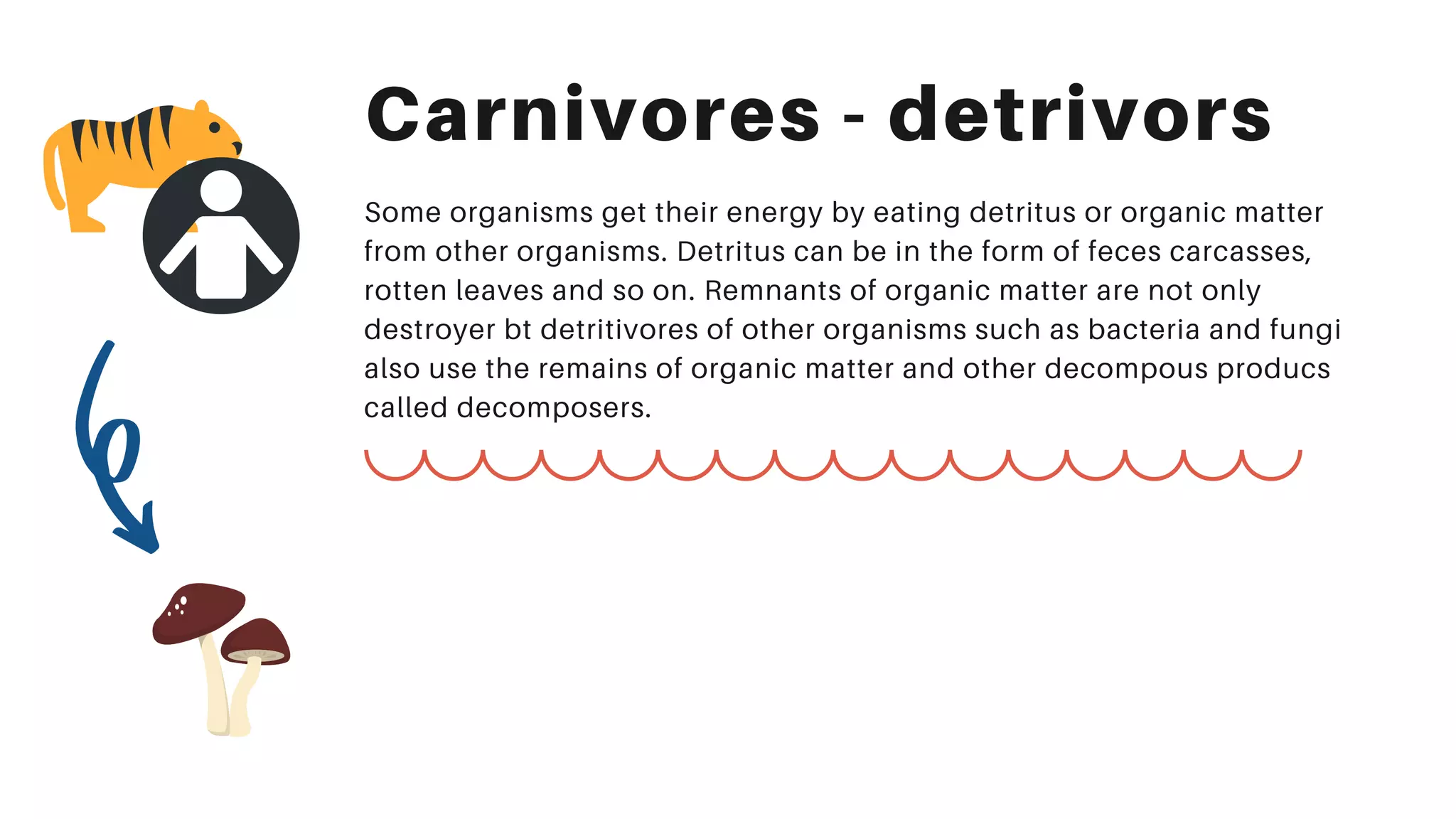 Carnivores - detrivors
Some organisms get their energy by eating detritus or organic matter
from other organisms. Detritus can be in the form of feces carcasses,
rotten leaves and so on. Remnants of organic matter are not only
destroyer bt detritivores of other organisms such as bacteria and fungi
also use the remains of organic matter and other decompous producs
called decomposers.
 