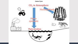 CO2 in Atmosphere
Phyto-plankton
 