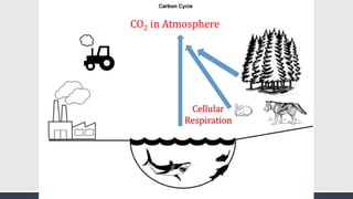 CO2 in Atmosphere
Cellular
Respiration
 