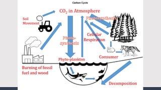 CO2 in Atmosphere
Consumer
Decomposition
Phyto-plankton
Burning of fossil
fuel and wood
Soil
Movement
Cellular
Respiration
 