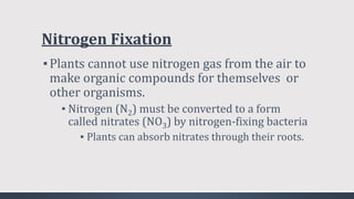 Nitrogen Fixation
▪Plants cannot use nitrogen gas from the air to
make organic compounds for themselves or
other organisms.
▪ Nitrogen (N2) must be converted to a form
called nitrates (NO3) by nitrogen-fixing bacteria
▪ Plants can absorb nitrates through their roots.
 