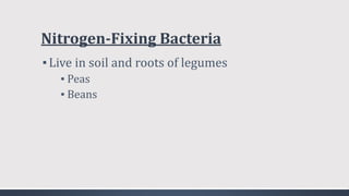 Nitrogen-Fixing Bacteria
▪Live in soil and roots of legumes
▪ Peas
▪ Beans
 