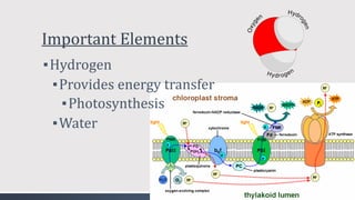 Important Elements
▪Hydrogen
▪Provides energy transfer
▪Photosynthesis
▪Water
 