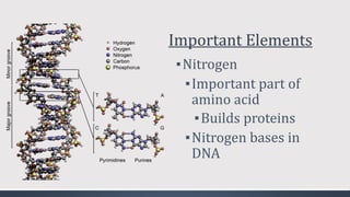 Important Elements
▪Nitrogen
▪Important part of
amino acid
▪Builds proteins
▪Nitrogen bases in
DNA
 