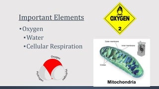 Important Elements
▪Oxygen
▪Water
▪Cellular Respiration
 