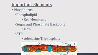 Important Elements
▪Phosphorus
▪Phospholipid
▪ Cell Membrane
▪Sugar and Phosphate Backbone
▪ DNA
▪ATP
▪ Adenosine Triphosphate
 