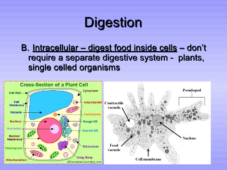 Energy, and Digestion
