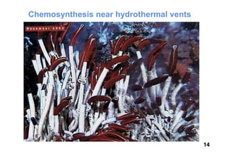 Chemosynthesis near hydrothermal vents




                                         14
 