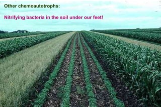 Other chemoautotrophs:

Nitrifying bacteria in the soil under our feet!




                                                  15
 