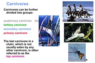 Carnivores
Carnivores can be further
 divided into groups:

quaternary carnivore    (top)
tertiary carnivore
secondary carnivore
primary carnivore

The last carnivore in a
  chain, which is not
  usually eaten by any
  other carnivore, is often
  referred to as the
  top carnivore.
                                29
 