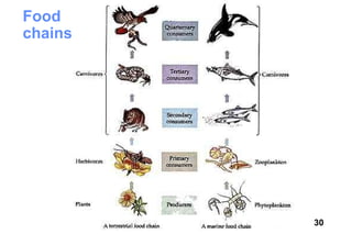 Food
chains




         30
 