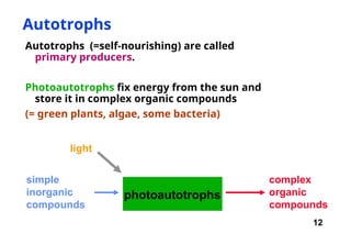 12
Autotrophs
Autotrophs (=self-nourishing) are called
primary producers.
Photoautotrophs fix energy from the sun and
store it in complex organic compounds
(= green plants, algae, some bacteria)
photoautotrophs
simple
inorganic
compounds
complex
organic
compounds
light
 