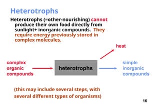 16
Heterotrophs
Heterotrophs (=other-nourishing) cannot
produce their own food directly from
sunlight+ inorganic compounds. They
require energy previously stored in
complex molecules.
heterotrophs
simple
inorganic
compounds
complex
organic
compounds
(this may include several steps, with
several different types of organisms)
heat
 