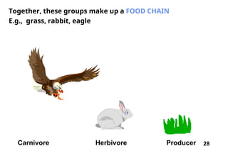 28
Together, these groups make up a FOOD CHAIN
E.g., grass, rabbit, eagle
Carnivore Herbivore Producer
 