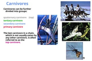 29
Carnivores
Carnivores can be further
divided into groups:
quaternary carnivore (top)
tertiary carnivore
secondary carnivore
primary carnivore
The last carnivore in a chain,
which is not usually eaten by
any other carnivore, is often
referred to as the
top carnivore.
 