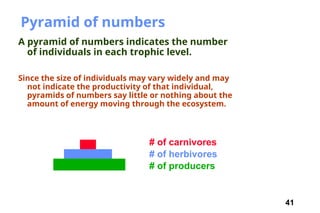 41
Pyramid of numbers
A pyramid of numbers indicates the number
of individuals in each trophic level.
Since the size of individuals may vary widely and may
not indicate the productivity of that individual,
pyramids of numbers say little or nothing about the
amount of energy moving through the ecosystem.
# of producers
# of herbivores
# of carnivores
 