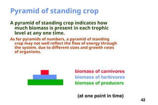 42
Pyramid of standing crop
A pyramid of standing crop indicates how
much biomass is present in each trophic
level at any one time.
As for pyramids of numbers, a pyramid of standing
crop may not well reflect the flow of energy through
the system, due to different sizes and growth rates
of organisms.
biomass of producers
biomass of herbivores
biomass of carnivores
(at one point in time)
 