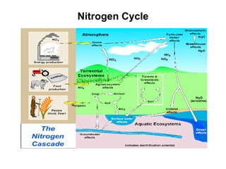 Nitrogen Cycle 