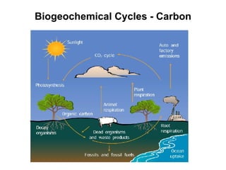 Biogeochemical Cycles - Carbon 