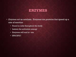 Energy &amp; enzymes