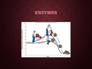 Energy &amp; enzymes