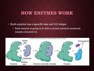 Energy &amp; enzymes