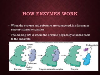 Energy &amp; enzymes