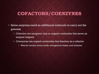 Energy &amp; enzymes