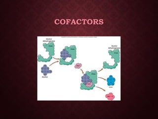 Energy &amp; enzymes