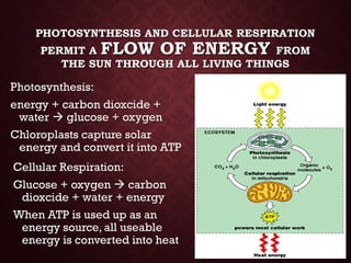 Energy &amp; enzymes