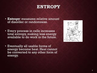 Energy &amp; enzymes