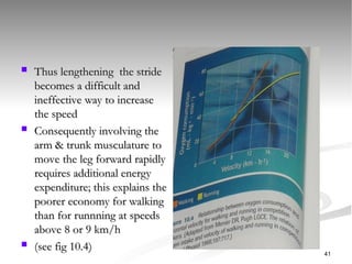  Thus lengthening the stride
Thus lengthening the stride
becomes a difficult and
becomes a difficult and
ineffective way to increase
ineffective way to increase
the speed
the speed
 Consequently involving the
Consequently involving the
arm & trunk musculature to
arm & trunk musculature to
move the leg forward rapidly
move the leg forward rapidly
requires additional energy
requires additional energy
expenditure; this explains the
expenditure; this explains the
poorer economy for walking
poorer economy for walking
than for runnning at speeds
than for runnning at speeds
above 8 or 9 km/h
above 8 or 9 km/h
 (see fig 10.4)
(see fig 10.4)
41
 