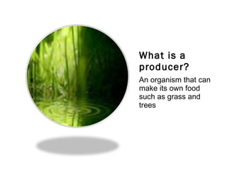 What is a producer? An organism that can make its own food such as grass and trees 