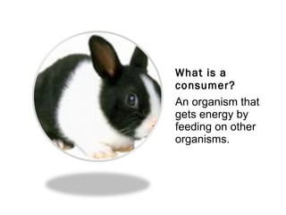 What is a consumer? An organism that gets energy by feeding on other organisms. 