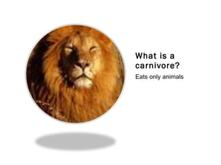 What is a carnivore? Eats only animals 