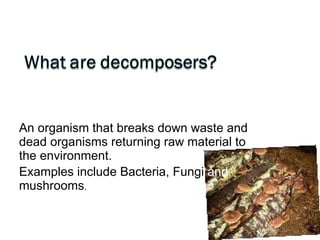 An organism that breaks down waste and dead organisms returning raw material to the environment. Examples include Bacteria, Fungi  and  mushrooms . 