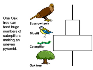 One Oak tree can feed huge numbers of caterpillars making an uneven pyramid. 