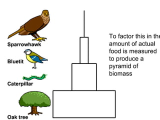 To factor this in the amount of actual food is measured to produce a pyramid of biomass 