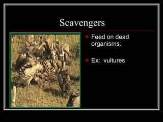 Scavengers Feed on dead organisms. Ex:  vultures 