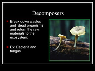 Decomposers Break down wastes and  dead organisms and return the raw materials to the ecosystem. Ex: Bacteria and fungus 