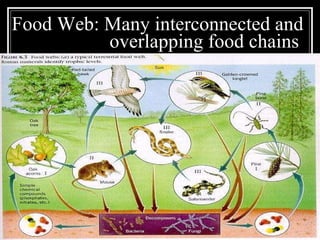 Food Web: Many interconnected and    overlapping food chains 