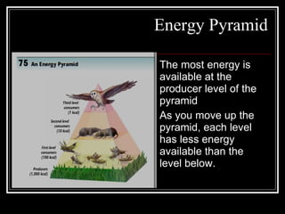 Energy Pyramid The most energy is available at the producer level of the pyramid  As you move up the pyramid, each level has less energy available than the level below. 