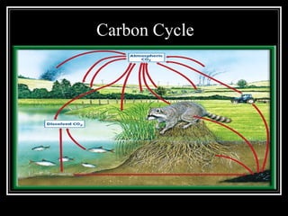 Carbon Cycle 