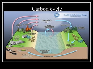Carbon cycle 